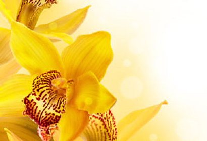 Tapeta Žlté Kvety 4682